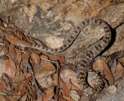 819A2291Lyresnake