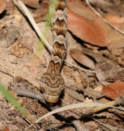 819A2293Lyresnake