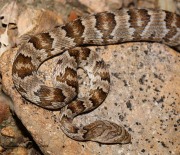 819A2306Lyresnake