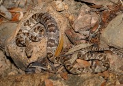 819A2310Lyresnake
