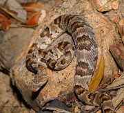 819A2311Lyresnake