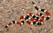 819A2332Coral_Snake