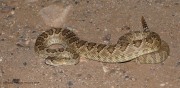 819A2338Mojave_Rattlesnake