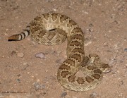 819A2341Mojave_Rattlesnake