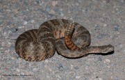 819A2351Tiger_Rattlesnake