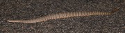 819A2353Tiger_Ratgtlesnake