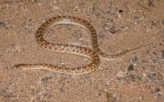 819A2366Glossy_Snake