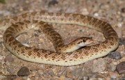 819A2377Glossy_Snake