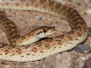819A2377Glossy_Snake_Zoom