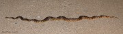 819A2382Gopher_Snake