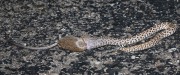 819A2387Diamondback_Eating_Packrat