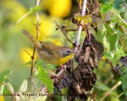 0J6A1653Common_Yellowthroat