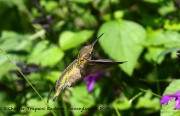 0J6A1735Ruby-throated_Hummingbird