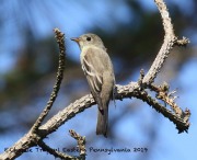 0J6A1758Willow_Flycatcher
