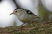 0J6A1805Black-and-white_Warbler