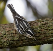 0J6A1812Black-and-white_Warbler