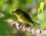 0J6A1833Scarlet_Tanager
