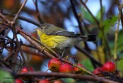 0J6A1873Magnolia_Warbler