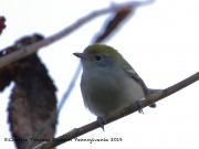 0J6A1882Chestnut-sided_Warbler