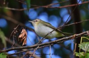 0J6A1898red-eyed_Vireo
