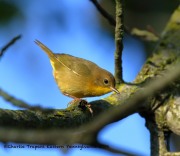0J6A1943Common_Yellowthroat