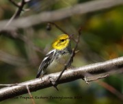 0J6A1997Black-throated_Green_Warbler