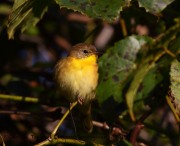 0J6A1999Common_Yellowthroat