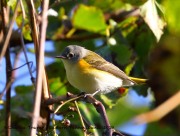 0J6A2019American_Redstart