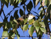 0J6A2022Yellow-billed_Cuckoo