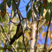 0J6A2026Yellow-billed_Cuckoo