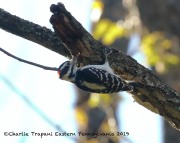 0J6A2036Hairy_Woodpecker