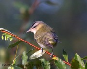 0J6A2053Red-eyed_Vireo