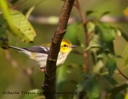 0J6A2062Black-throated_Green_Warbler