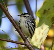 0J6A2101Black-and-white_Warbler