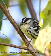 0J6A2108Black-and-white_Warbler
