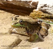 0J6A2177Green_Frog
