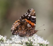 0J6A2196Painted_Lady