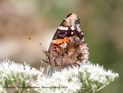 0J6A2199Painted_Lady