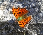 0J6A2227Eastern_Comma_Butterfly