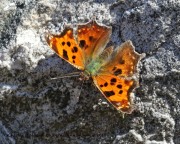 0J6A2230Eastern_Comma_Butterfly