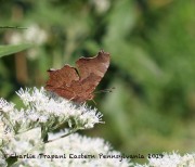 0J6A2236Eastern_Comma_Butterfly