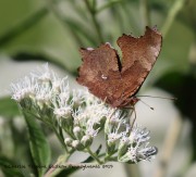 0J6A2243Eastern_Comma_Butterfly