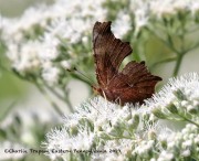 0J6A2250Eastern_Comma_Butterfly