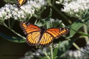 0J6A2332Viceroy