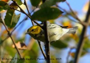 0J6A2393Black-throated_Green_Warbler