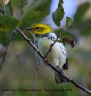 0J6A2408Black-throated_Green_Warbler
