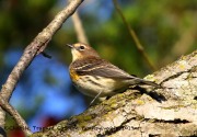 0J6A2454Yellow-rumped_Warbler