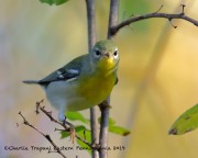 0J6A2529Northern_Parula