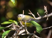 0J6A2539Magnolia_Warbler