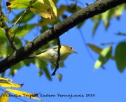 0J6A2574Philadelphia_Vireo_JSP